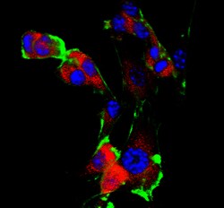 MilliporeSigma Mouse anti-PAFAH 1B3, Clone: 3E4.1, 100&mu;g:Antibodies,
